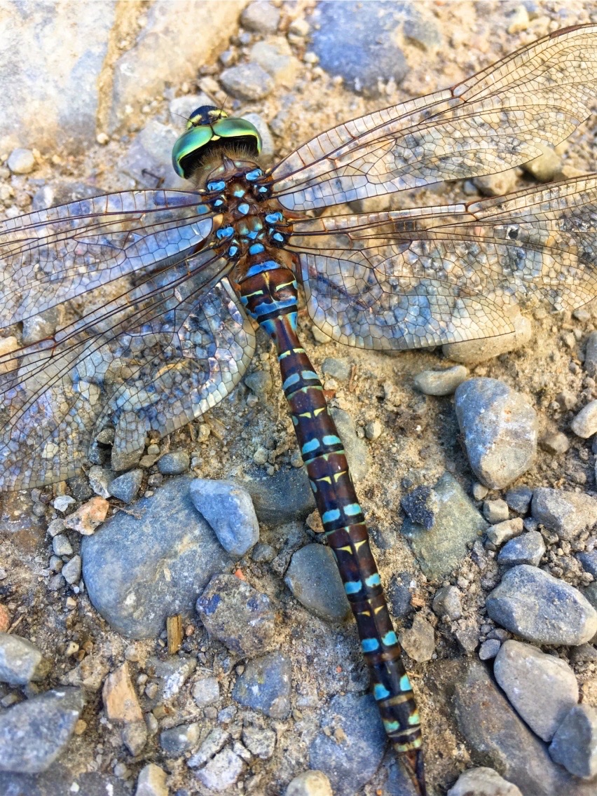 dragonfly