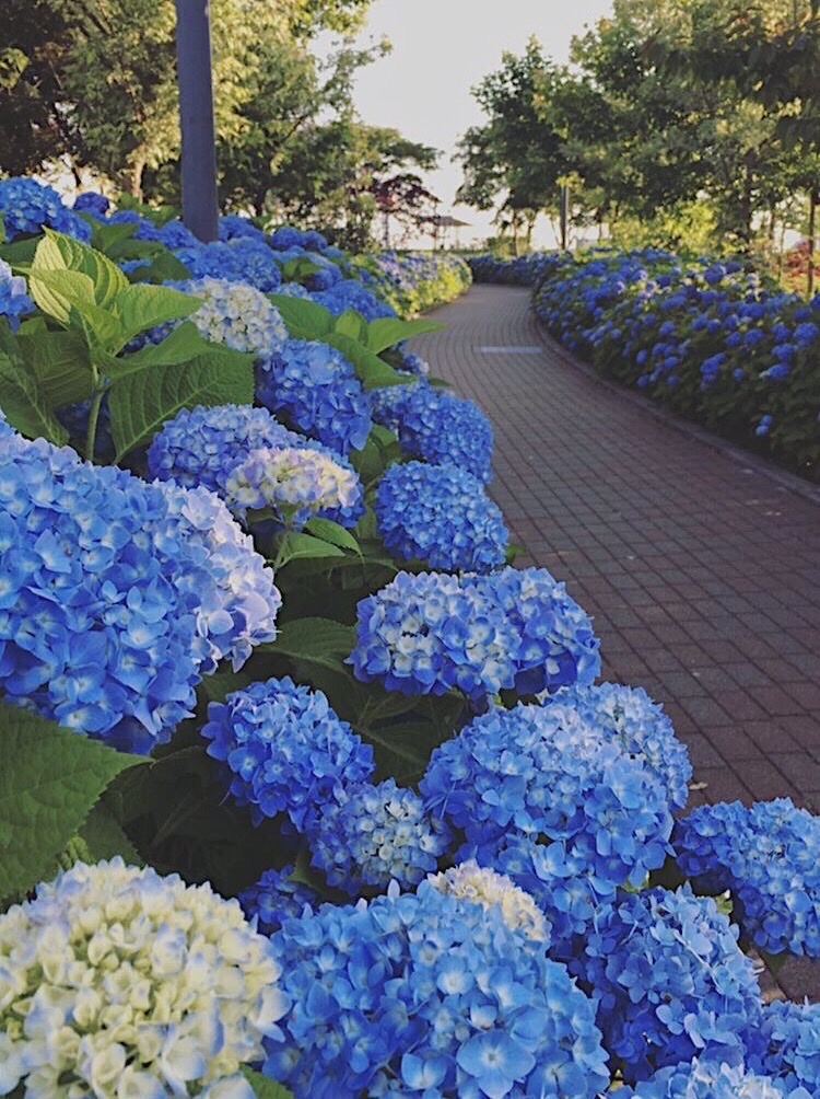 hydrangea